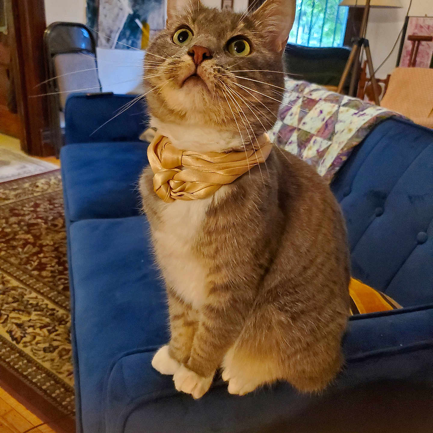 Friday is registered to the contest to win money with this photo: artwork, blue_couch, bow, carpet, cat, chair, couch, cozy, curious, ears, eyes, fur, furniture, golden_bow, indoor, living_room, pet, whiskers, window, wood_floor