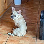 Greta is registered to the contest to win money with this photo: dog, french_bulldog, indoor, tile_floor, looking_back, curious, pet, animal, brown, flooring, cabinet, trash_bin, domestic, companion, canine, home, two_dogs, wooden_cabinet, curious_expression, sitting