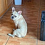 dog, french_bulldog, indoor, tile_floor, looking_back, curious, pet, animal, brown, flooring, cabinet, trash_bin, domestic, companion, canine, home, two_dogs, wooden_cabinet, curious_expression, sitting