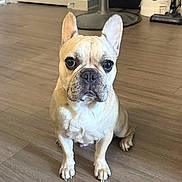 Greta is registered to the contest to win money with this photo: animal, appliance, companion_animal, cream_coat, dog, ears, face, french_bulldog, front_view, home, indoor, pet, portrait, short_hair, sitting, upright_ears, vacuum_cleaner, white_chest, wooden_floor, wrinkles