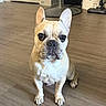 animal, appliance, companion_animal, cream_coat, dog, ears, face, french_bulldog, front_view, home, indoor, pet, portrait, short_hair, sitting, upright_ears, vacuum_cleaner, white_chest, wooden_floor, wrinkles