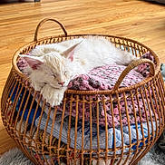 Arlo Lynn Williams is registered to the contest to win money with this photo: animal, basket, blanket, cat, cozy, cute, fur, furniture, home, indoor, kitten, knitted, peaceful, pet, relaxing, resting, rug, sleeping, soft, wooden_floor