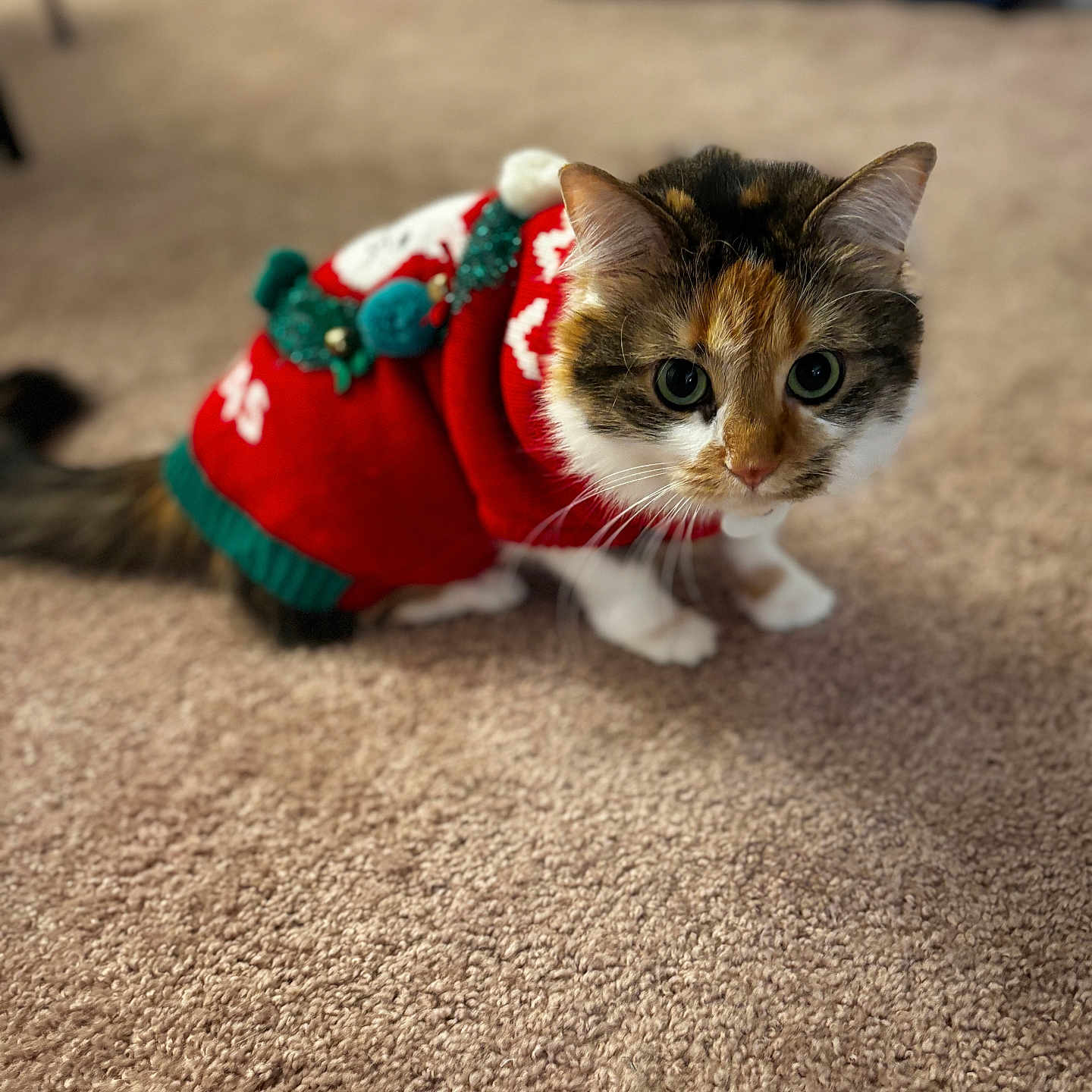 Aurora is registered to the contest to win money with this photo: abyssinian, accessories, animal, canine, cat, clothing, dog, hardwood, hoodie, hound, kitten, knitwear, leash, manx, pet, siamese, strap, sweater, sweatshirt, wood