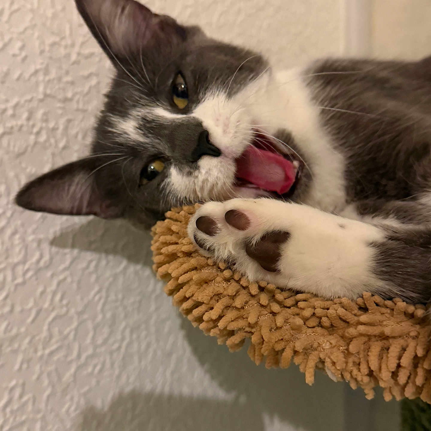 Arya