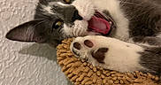 Arya participe au concours pour gagner de l'argent avec cette photo : cat, gray_and_white, paw, yawning, feline, pet, indoor, fur, whiskers, claws, closeup, resting, texture, perch, shadow, animal, cute, playful, mouth_open, wall