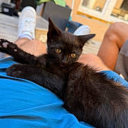 Bounty participe au concours pour gagner de l'argent avec cette photo : black_kitten, cat, pet, animal, lap, blue_shorts, person, legs, white_sneakers, outdoor, relaxing, furry, cute, young_cat, resting, domestic_animal, sunlight, wooden_floor, background, comfort