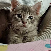 Yesera joined the competition — help win amazing prizes! abyssinian, angora, animal, blanket, cat, kitten, manx, pet, siamese