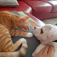 Baloo participe au concours pour gagner de l'argent avec cette photo : cat, dog, orange_tabby, white_puppy, couch, red_leather, hand, petting, indoor, cozy, animal_interaction, feline, canine, close_up, resting, fur, paw, cushion, living_room, domestic