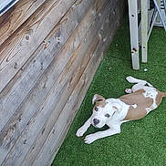Baloo a rejoint le concours — aidez-le/la à gagner de superbes lots ! animal, artificial_grass, companion, curious, dog, ears, grass, ladder, lying_down, nature, outdoor, paw, pet, playful, puppy, resting, snout, white_and_brown, wooden_wall, young_dog