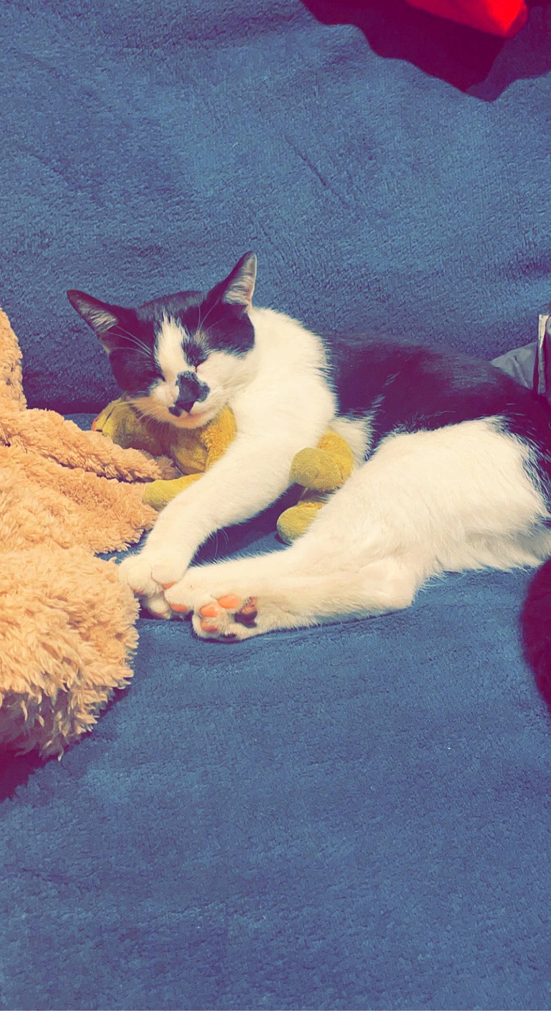 Trésor a rejoint le concours — aidez-le/la à gagner de superbes lots ! art, carnivore, cat, claw, cloud, domestic_short_haired_cat, electric_blue, fawn, felidae, fur, love, meteorological_phenomenon, paw, sand, sitting, sky, small_to_medium_sized_cats, snout, tail, whiskers