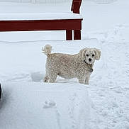 Sadie joined the competition — help win amazing prizes! dog, snow, winter, outdoor, snowdrift, fluffy, curly_coat, white_dog, standing, animal, pet, collar, tag, red_bench, wooden_bench, backyard, snowy_landscape, pawprints, cold_weather, portrait