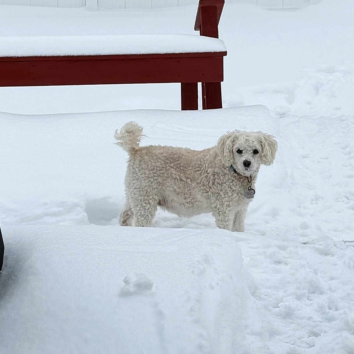 Sadie