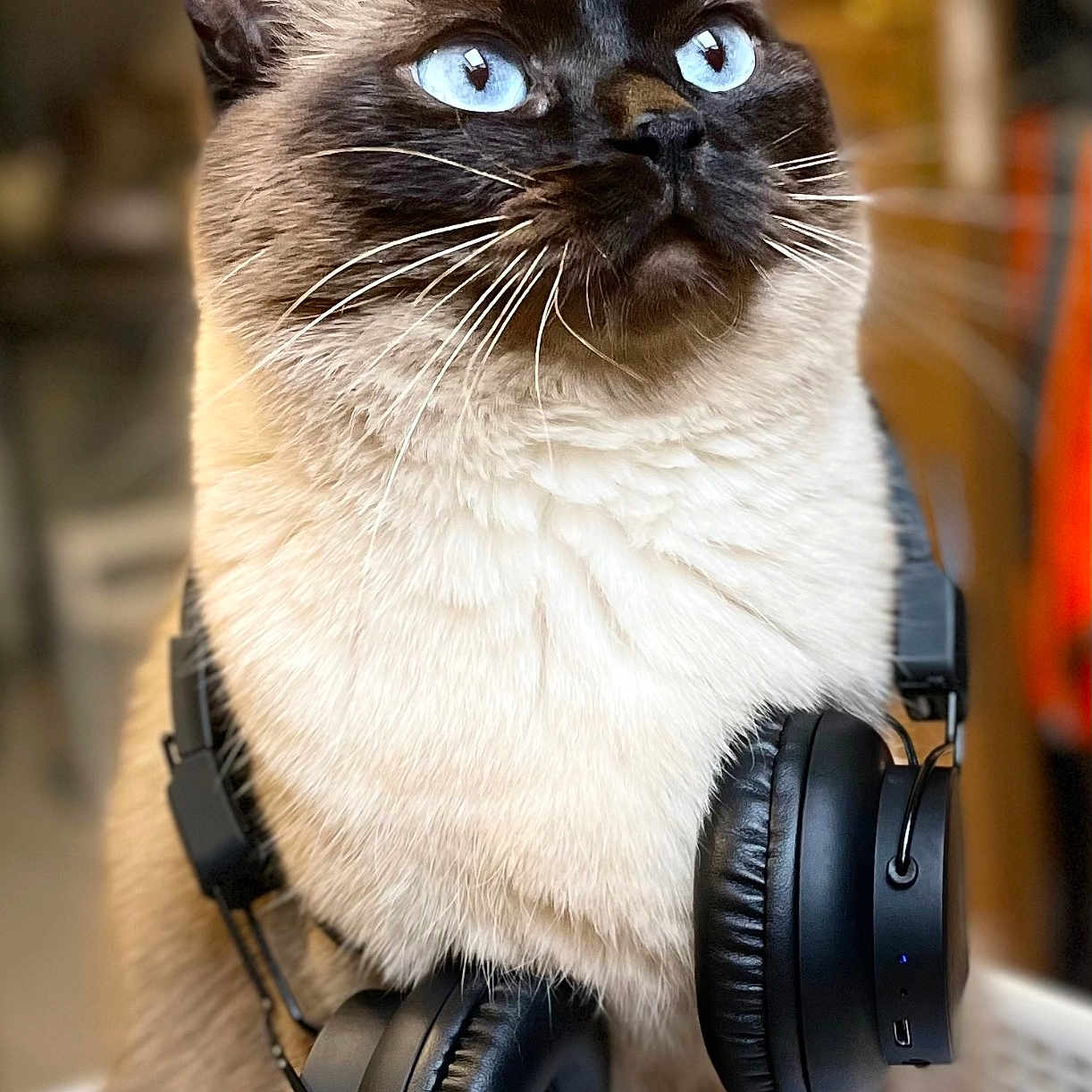 Miku participe au concours pour gagner de l'argent avec cette photo : animal, blue_eyes, cat, close_up, cute, domestic, ears, feline, fur, headphones, indoor, listening, mammal, mouth, nose, pet, portrait, siamese, technology, whiskers