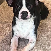 Bluey is registered to the contest to win money with this photo: dog, black_and_white, lying_down, carpet, ears_up, pet, indoor, canine, alert, front_paws, fur, animal, domestic, cute, looking, mammal, companion, relaxed, portrait, house