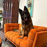 Scott participe au concours pour gagner de l'argent avec cette photo : dog, german_shepherd, sofa, orange_sofa, indoor, carpet, rug, wooden_cabinet, painting, wall_art, tongue_out, pet, furniture, living_room, cozy, canine, domestic_animal, home_interior, sitting, cute
