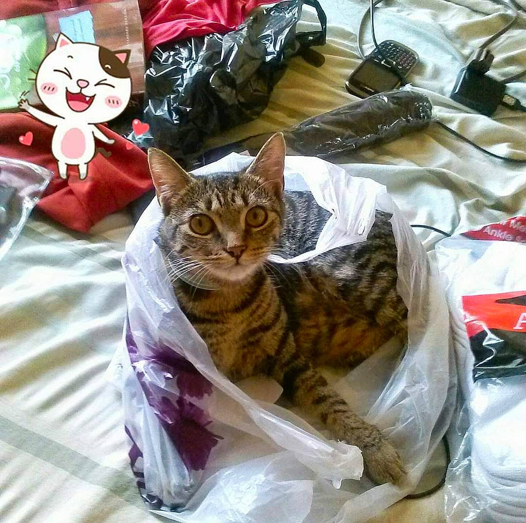 Natalie is registered to the contest to win money with this photo: american_shorthair, asian, bed_sheet, bengal, carnivore, cat, domestic_short_haired_cat, dragon_li, european_shorthair, felidae, kitten, linens, plastic_bag, small_to_medium_sized_cats, sokoke, tabby_cat, toyger, whiskers