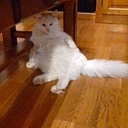 Pistache participe au concours pour gagner de l'argent avec cette photo : carnivoran, cat, cat_like_mammal, dog_breed_group, domestic_short_haired_cat, floor, flooring, hardwood, kitten, persian, ragdoll, small_to_medium_sized_cats, tail, turkish_angora, turkish_van, whiskers, wood, wood_flooring