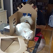 Pistache participe au concours pour gagner de l'argent avec cette photo : cardboard, carton, paper, paper_product, toy