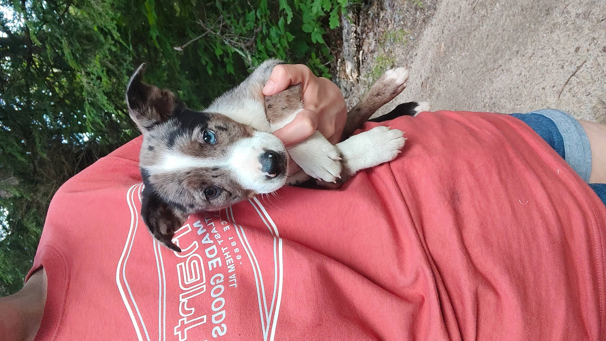 Gypsy is registered to the contest to win money with this photo: audio_equipment, canidae, carnivore, collar, companion_dog, dog, dog_breed, dog_collar, ear, eyewear, fawn, fur, grass, plant, sitting, snout, sporting_group, t_shirt, whiskers, working_animal