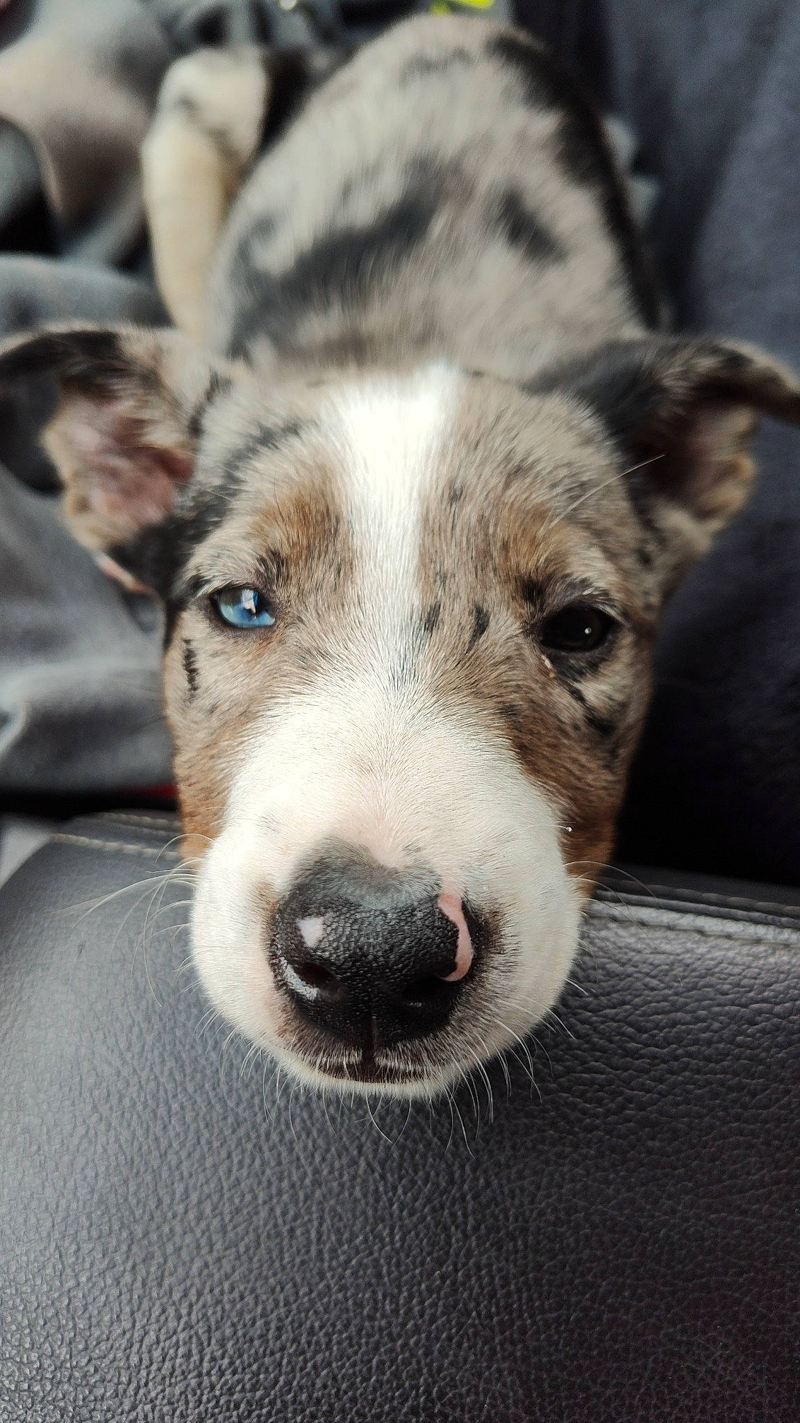 Gypsy is registered to the contest to win money with this photo: ancient_dog_breeds, canidae, canis, carnivore, close_up, companion_dog, dog, dog_breed, eye, fur, non_sporting_group, snout, sporting_group, street_dog, terrestrial_animal, whiskers, wildlife, working_animal, working_dog