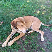 Riley is registered to the contest to win money with this photo: dog, brown_dog, grass, outdoor, nature, pet, canine, animal, lying_down, relaxed, sunlight, greenery, earth, fur, collar, quiet, peaceful, summer, daytime, resting