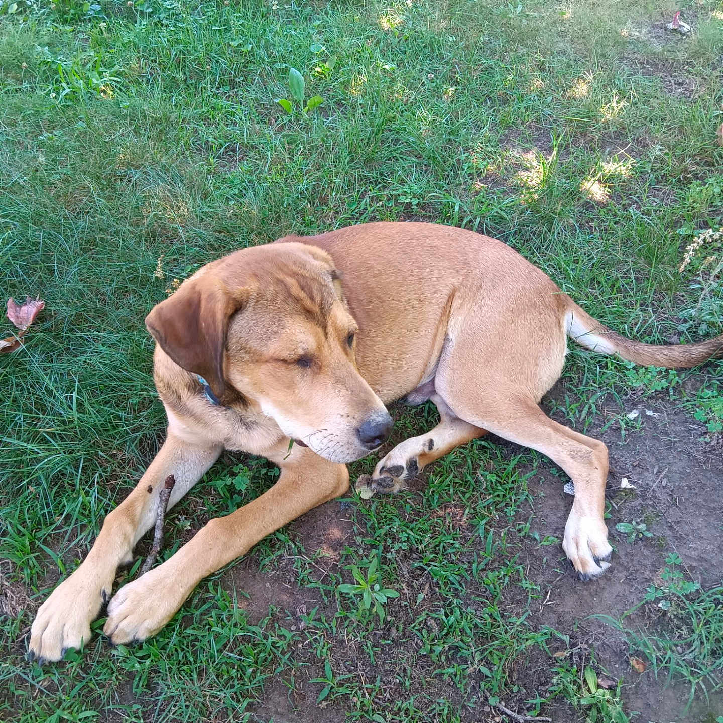 Riley is registered to the contest to win money with this photo: dog, brown_dog, grass, outdoor, nature, pet, canine, animal, lying_down, relaxed, sunlight, greenery, earth, fur, collar, quiet, peaceful, summer, daytime, resting