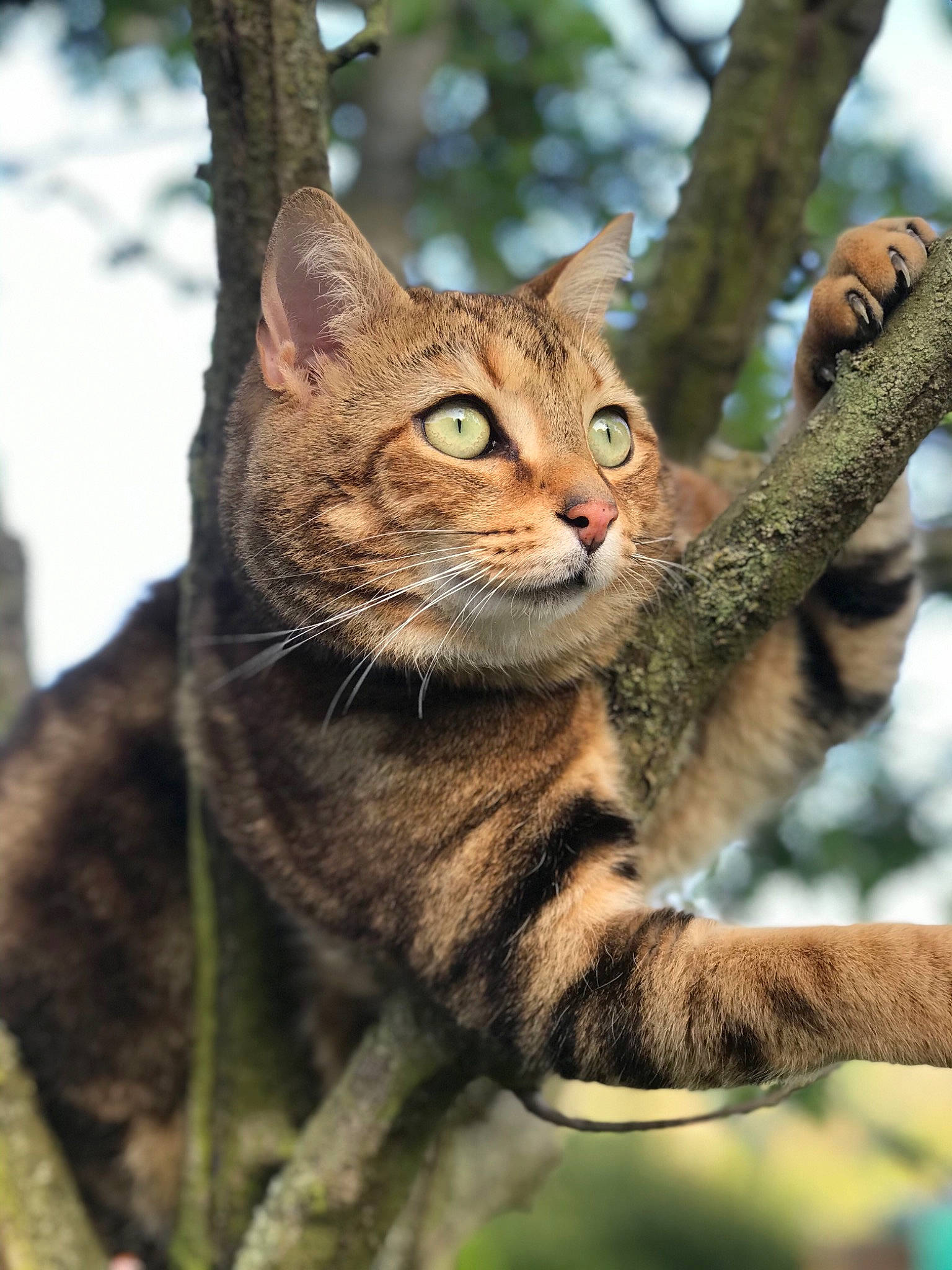Dadou participe au concours pour gagner de l'argent avec cette photo : asian, branch, carnivore, cat, domestic_short_haired_cat, dragon_li, european_shorthair, eye, felidae, mammal, pixie_bob, small_to_medium_sized_cats, snout, tabby_cat, terrestrial_animal, tree, vertebrate, whiskers, wild_cat, wildlife