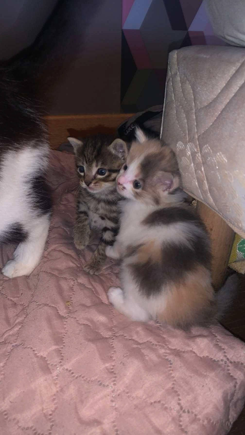 Bella participe au concours pour gagner de l'argent avec cette photo : carnivore, cat, cat_supply, claw, comfort, couch, domestic_short_haired_cat, fawn, felidae, fur, grey, hardwood, paw, small_to_medium_sized_cats, snout, tail, terrestrial_animal, vertebrate, whiskers, wood