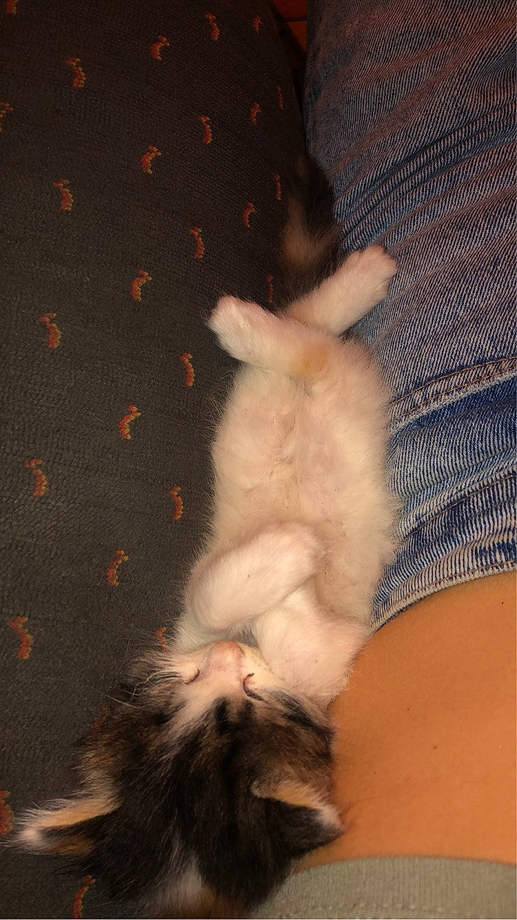 Bella participe au concours pour gagner de l'argent avec cette photo : barefoot, carnivore, cat, claw, comfort, dog_breed, domestic_short_haired_cat, fawn, felidae, foot, fur, gesture, human_leg, nail, paw, small_to_medium_sized_cats, tail, thigh, toe, whiskers