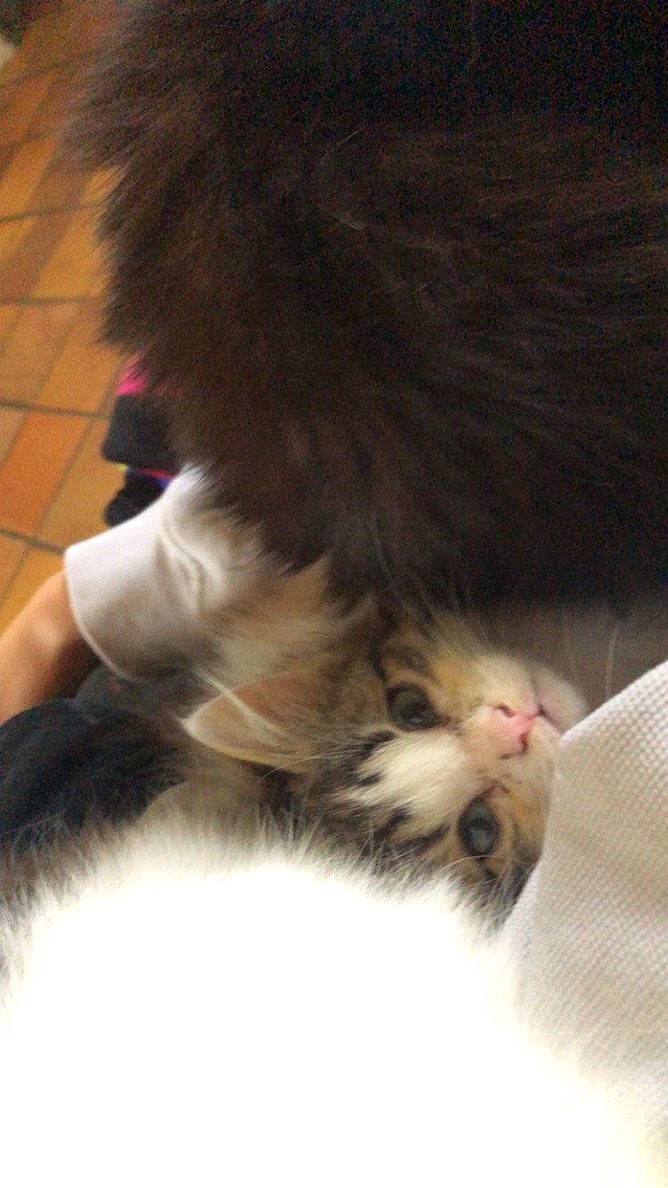 Bella participe au concours pour gagner de l'argent avec cette photo : carnivore, cat, claw, comfort, domestic_short_haired_cat, felidae, flooring, fur, hardwood, human_leg, paw, small_to_medium_sized_cats, snout, tail, whiskers