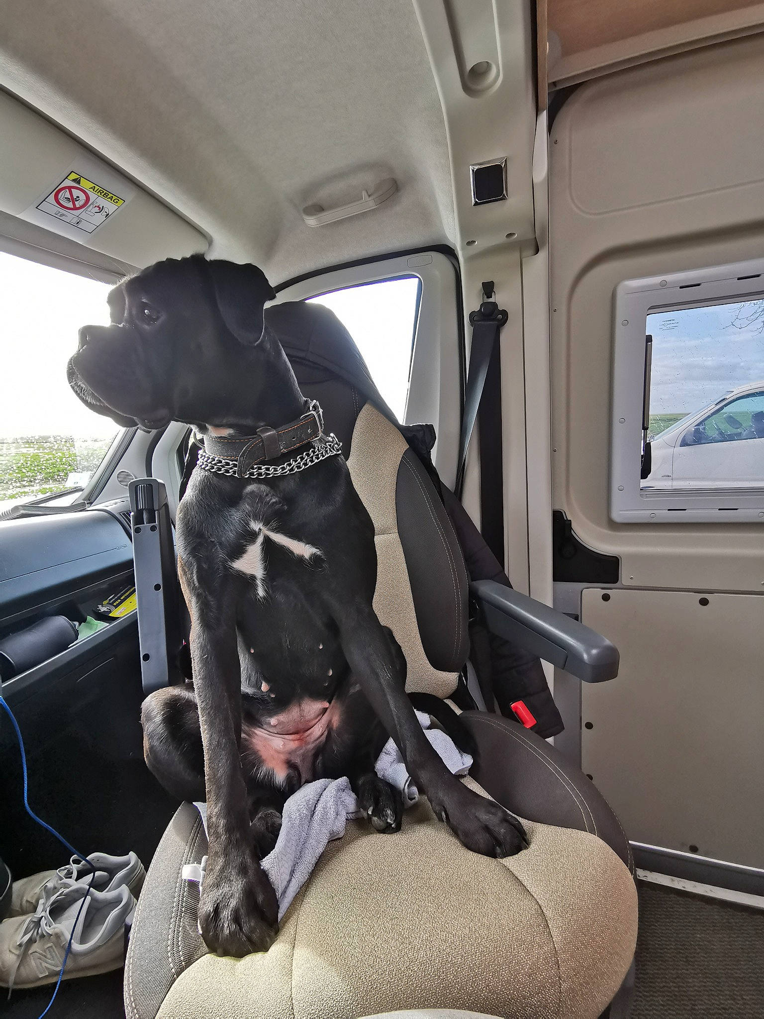 Pépite participe au concours pour gagner de l'argent avec cette photo : air_travel, auto_part, automotive_design, automotive_exterior, car, car_seat, car_seat_cover, carnivore, comfort, dog, family_car, head_restraint, luxury_vehicle, mode_of_transport, motor_vehicle, passenger, seat_belt, vehicle, vehicle_door, window