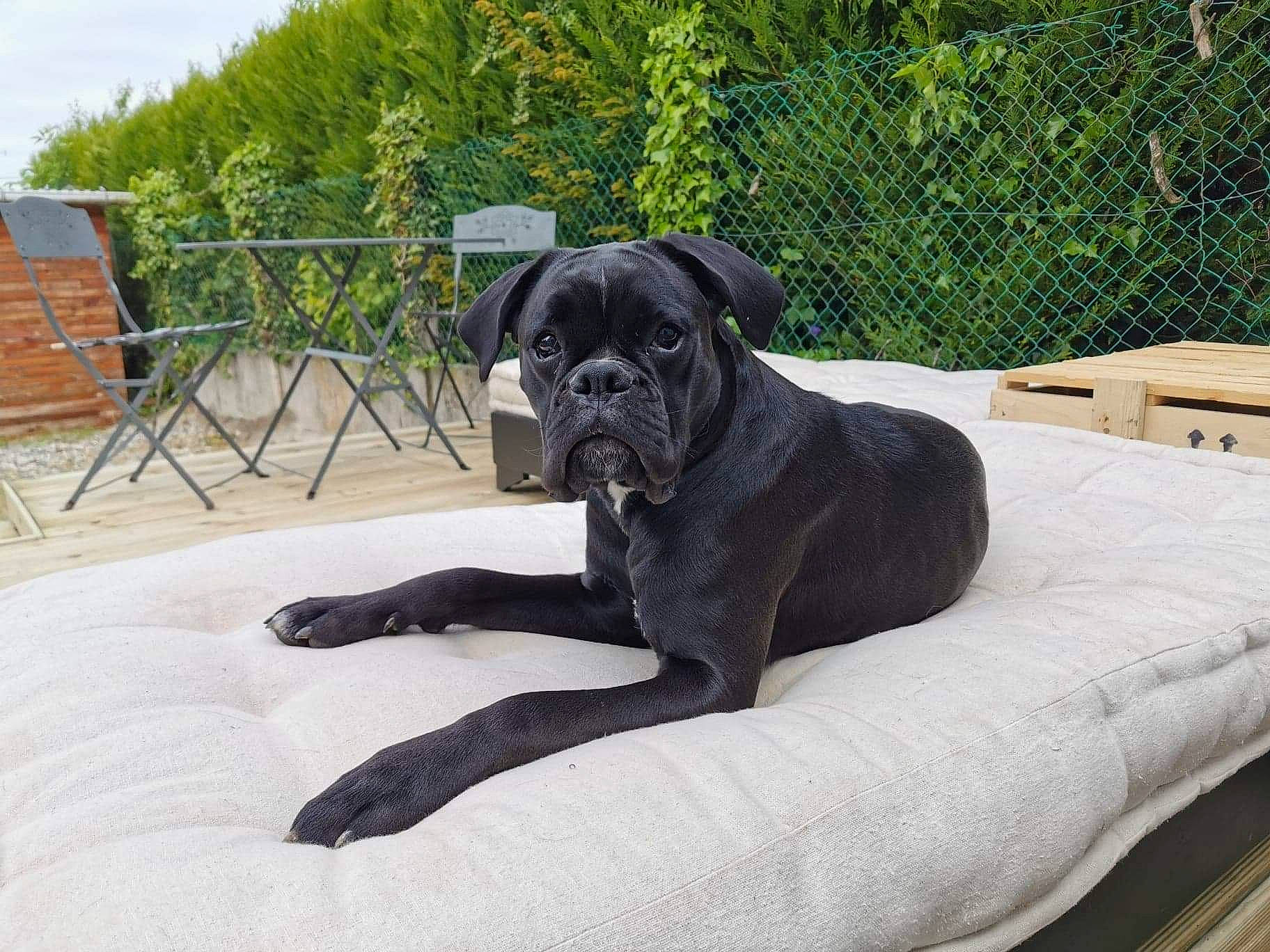 Pépite a rejoint le concours — aidez-le/la à gagner de superbes lots ! canidae, carnivore, comfort, companion_dog, dog, dog_breed, dog_collar, dog_supply, fawn, fence, guard_dog, outdoor_furniture, pet_supply, plant, sky, snout, tail, tree, working_animal, working_dog