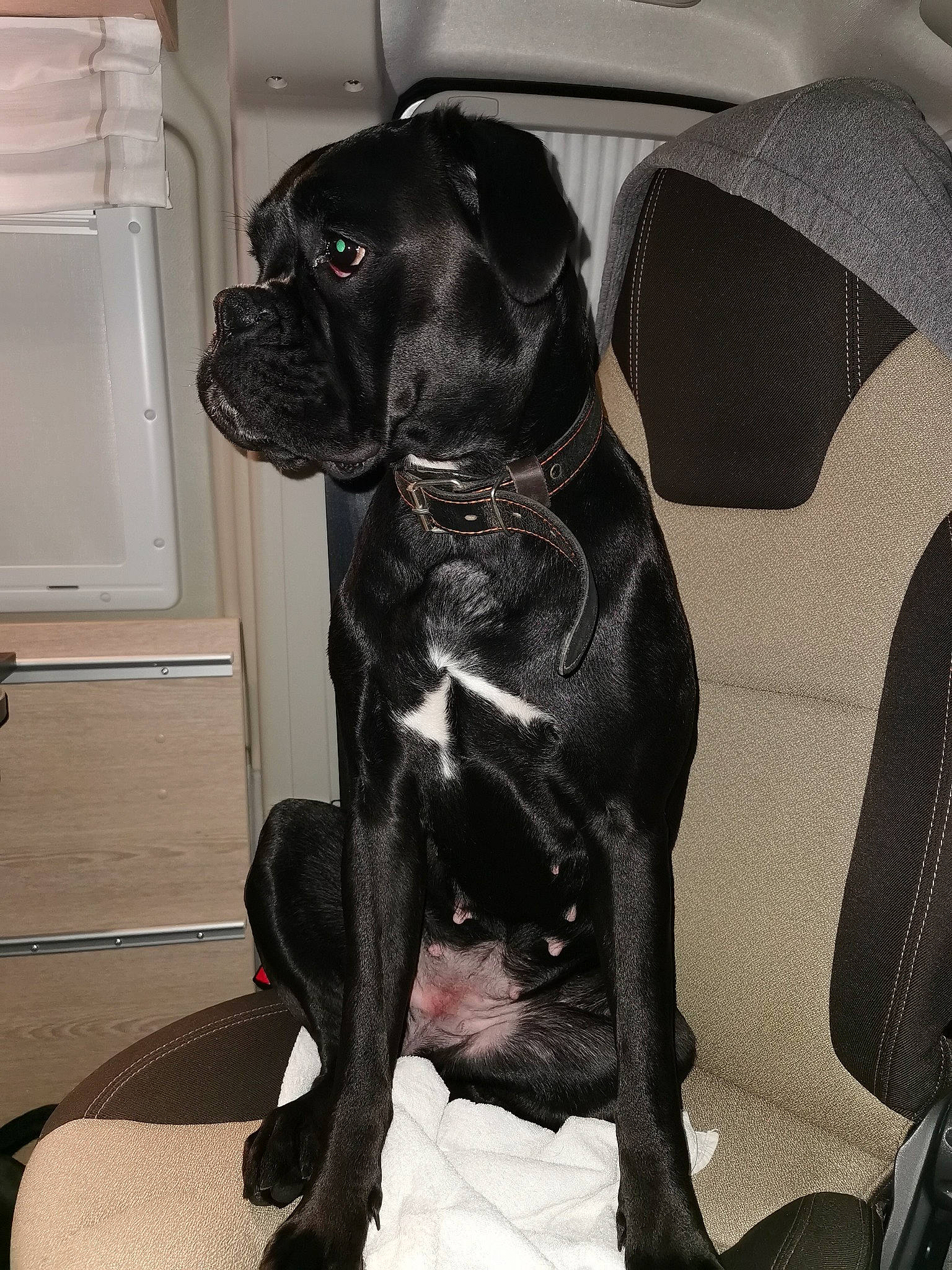 Pépite participe au concours pour gagner de l'argent avec cette photo : auto_part, borador, canidae, carnivore, collar, comfort, companion_dog, dog, dog_breed, dog_collar, fawn, fur, gun_dog, liver, snout, sporting_group, tail, whiskers, white, working_animal