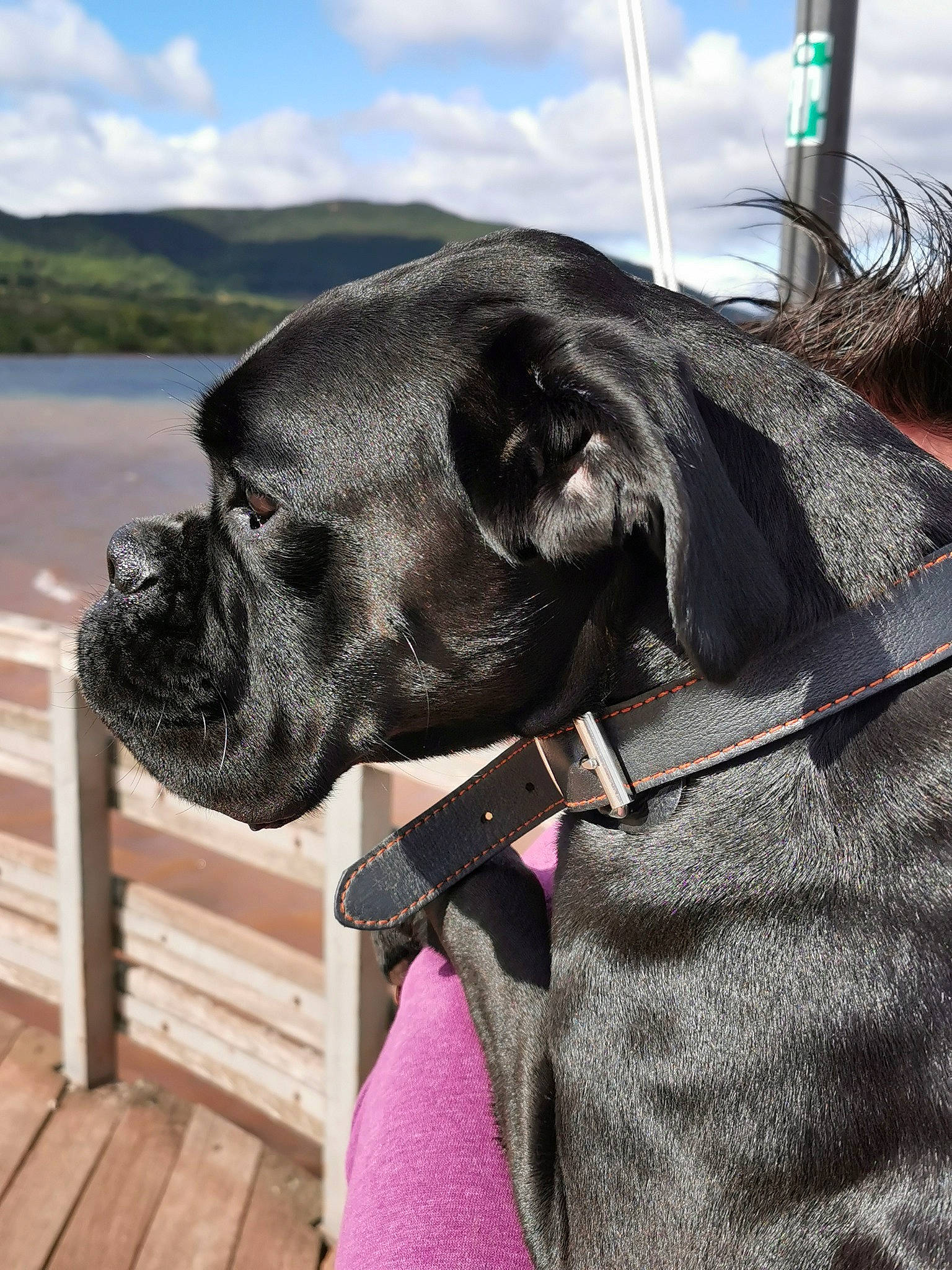 Pépite a rejoint le concours — aidez-le/la à gagner de superbes lots ! carnivore, cloud, collar, companion_dog, dog, dog_breed, dog_collar, dog_supply, fawn, leather_jacket, liver, mammal, pet_supply, sky, sleeve, snout, sporting_group, water, working_animal, wrinkle