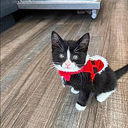 Theo joined the competition — help win amazing prizes! animal, black_and_white, cat, christmas_outfit, cute, domestic, eyes, floor, fur, holiday, indoor, kitten, pet, red_clothing, small, tail, tuxedo_cat, whiskers, wooden_floor, young