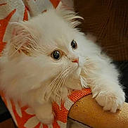 Ramsès participe au concours pour gagner de l'argent avec cette photo : kitten, cat, white_fur, fluffy, pet, animal, cute, claw, chair, fabric, orange, white, indoor, closeup, whiskers, curious, paws, small, domestic_cat, feline
