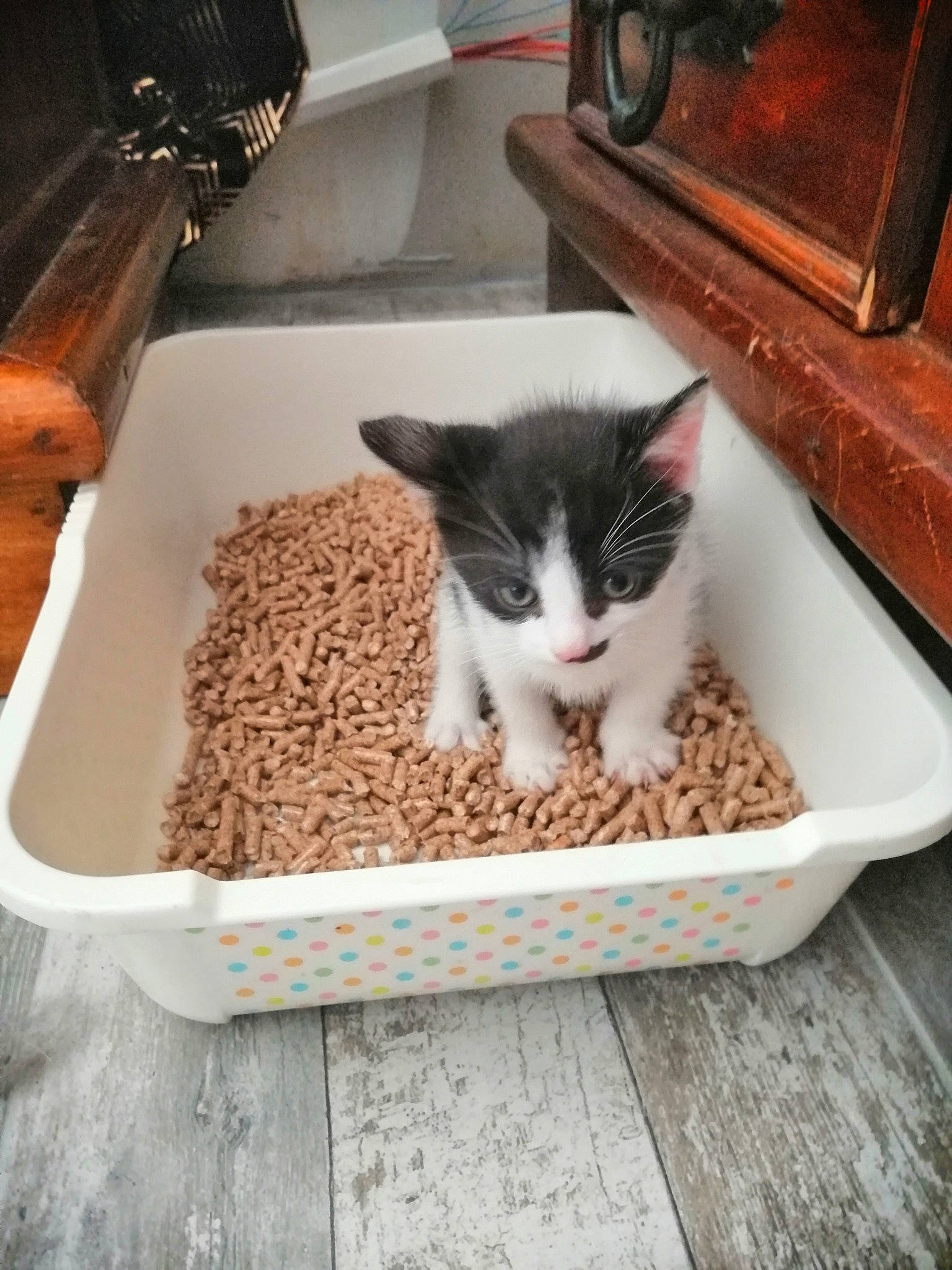 Bébé participe au concours pour gagner de l'argent avec cette photo : animal_feed, carnivore, cat, cat_food, cat_supply, fawn, felidae, flooring, food, ingredient, kitchen_utensil, pet_food, pet_supply, plumbing_fixture, sink, small_animal_food, small_to_medium_sized_cats, tail, whiskers, wood