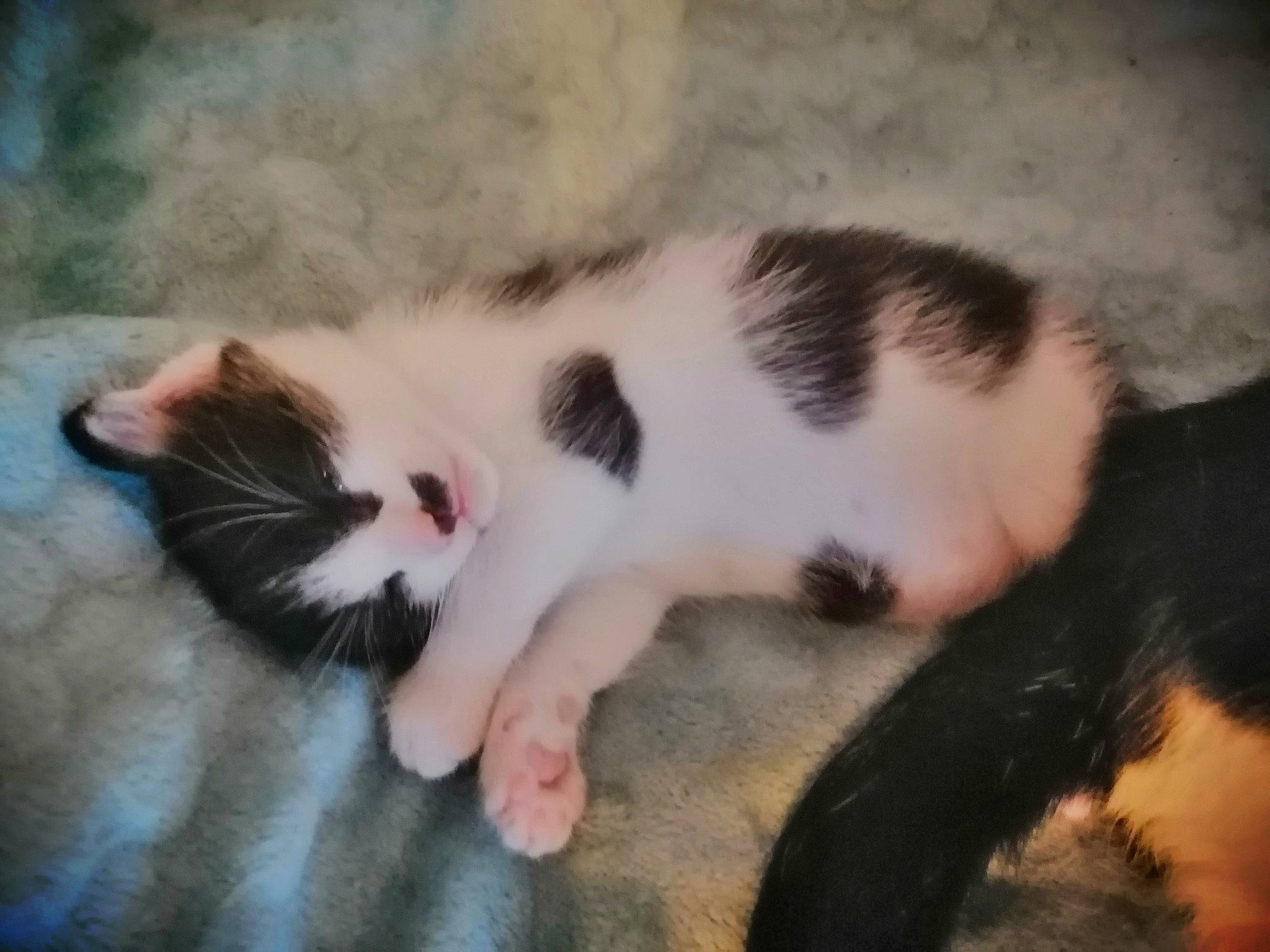 Bébé a rejoint le concours — aidez-le/la à gagner de superbes lots ! carnivore, cat, claw, comfort, domestic_short_haired_cat, felidae, foot, fur, nap, paw, sleep, small_to_medium_sized_cats, tail, terrestrial_animal, vertebrate, whiskers