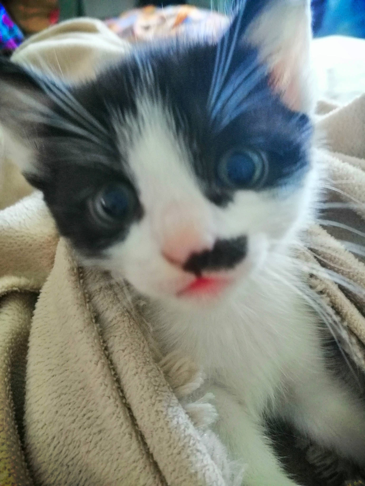 Bébé participe au concours pour gagner de l'argent avec cette photo : carnivore, cat, claw, comfort, domestic_short_haired_cat, electric_blue, eye, felidae, fur, hair, head, nap, paw, sleep, small_to_medium_sized_cats, snout, tail, whiskers