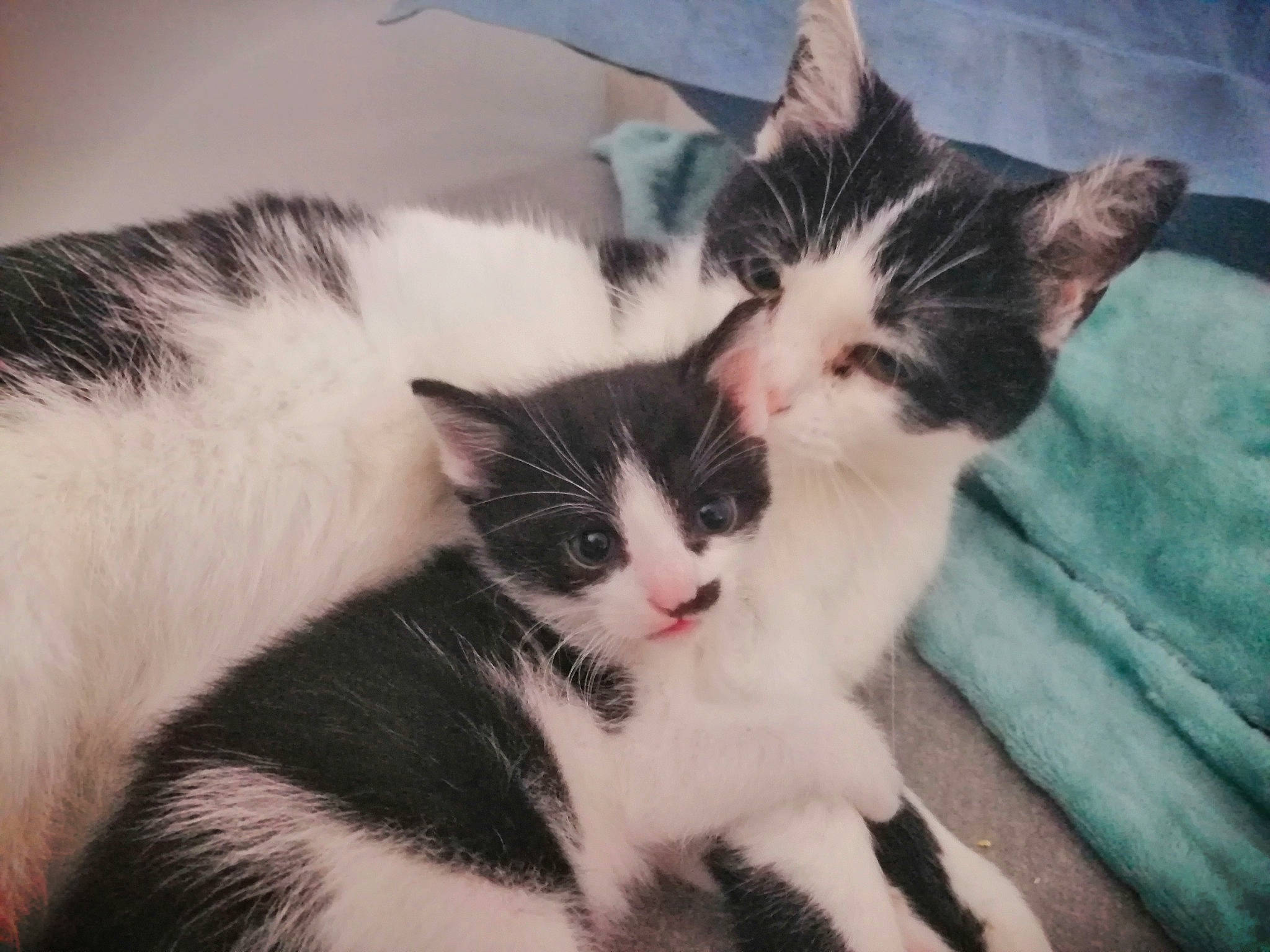 Fifille a rejoint le concours — aidez-le/la à gagner de superbes lots ! carnivore, cat, comfort, domestic_short_haired_cat, felidae, fur, paw, small_to_medium_sized_cats, snout, tail, tree, whiskers