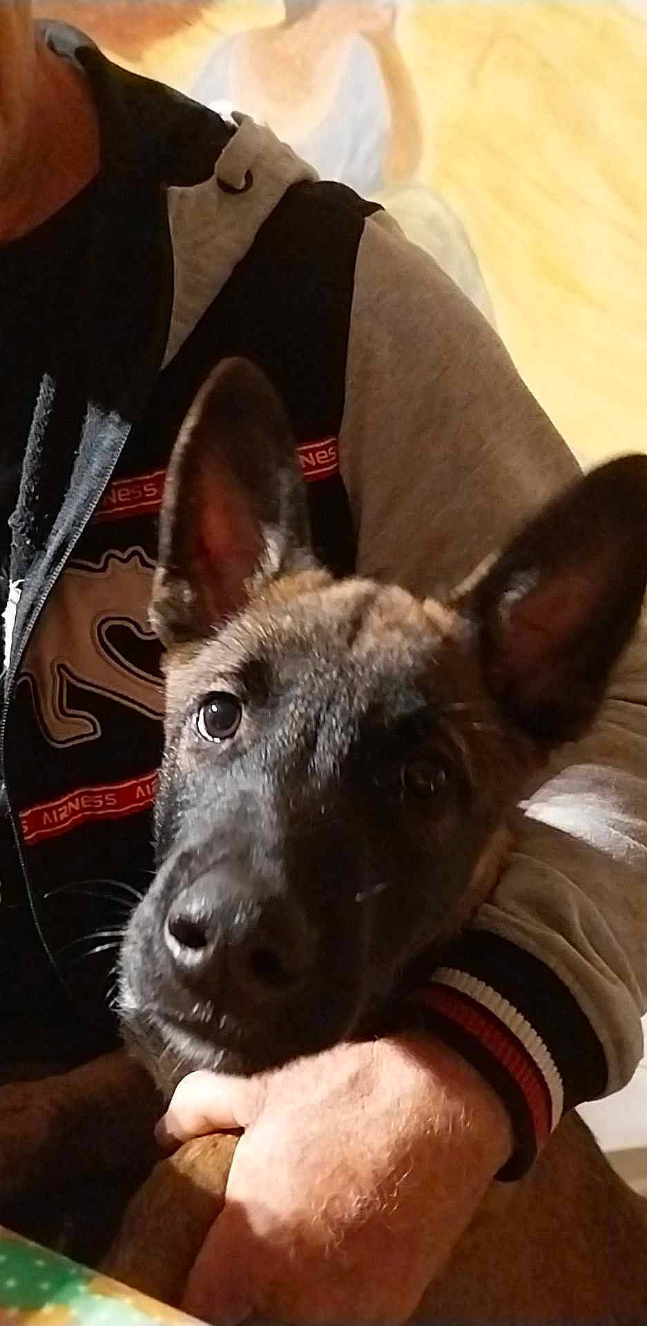 Uzzy participe au concours pour gagner de l'argent avec cette photo : canidae, carnivore, collar, comfort, companion_dog, dog, dog_breed, dress_shirt, ear, fawn, fur, metal, non_sporting_group, selfie, sleeve, snout, sporting_group, tie, whiskers, working_animal