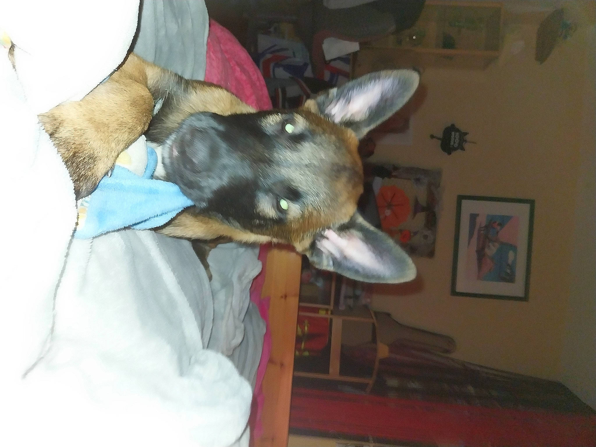 Uzzy participe au concours pour gagner de l'argent avec cette photo : canidae, carnivore, comfort, companion_dog, dog, dog_breed, ear, fawn, fur, german_shepherd_dog, non_sporting_group, picture_frame, sporting_group, working_animal