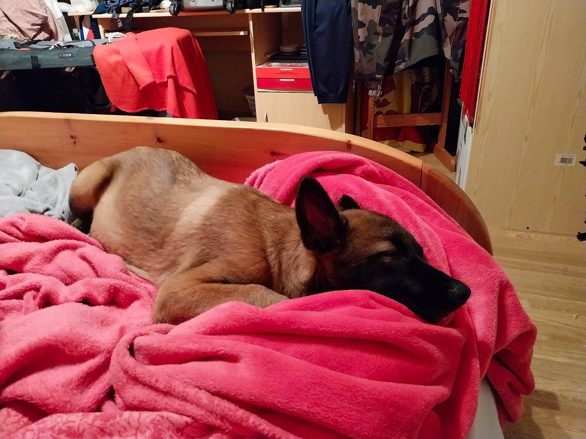 Uzzy a rejoint le concours — aidez-le/la à gagner de superbes lots ! canidae, carnivore, comfort, companion_dog, dog, dog_breed, dog_supply, fawn, fur, linens, liver, magenta, nap, pet_supply, pink, snout, sporting_group, vertebrate, working_animal, wrinkle