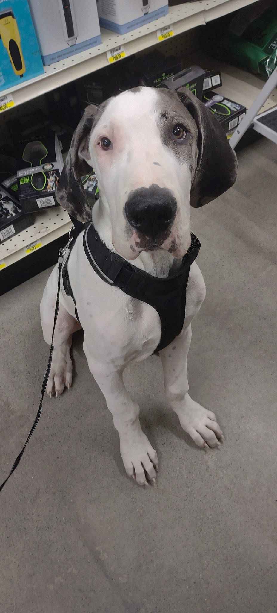 Buttons is registered to the contest to win money with this photo: canidae, carnivore, collar, companion_dog, computer_keyboard, dog, dog_breed, dog_clothes, dog_collar, dog_supply, fashion_accessory, guard_dog, leash, metal, monochrome_photography, pet_supply, snout, sporting_group, whiskers, working_animal