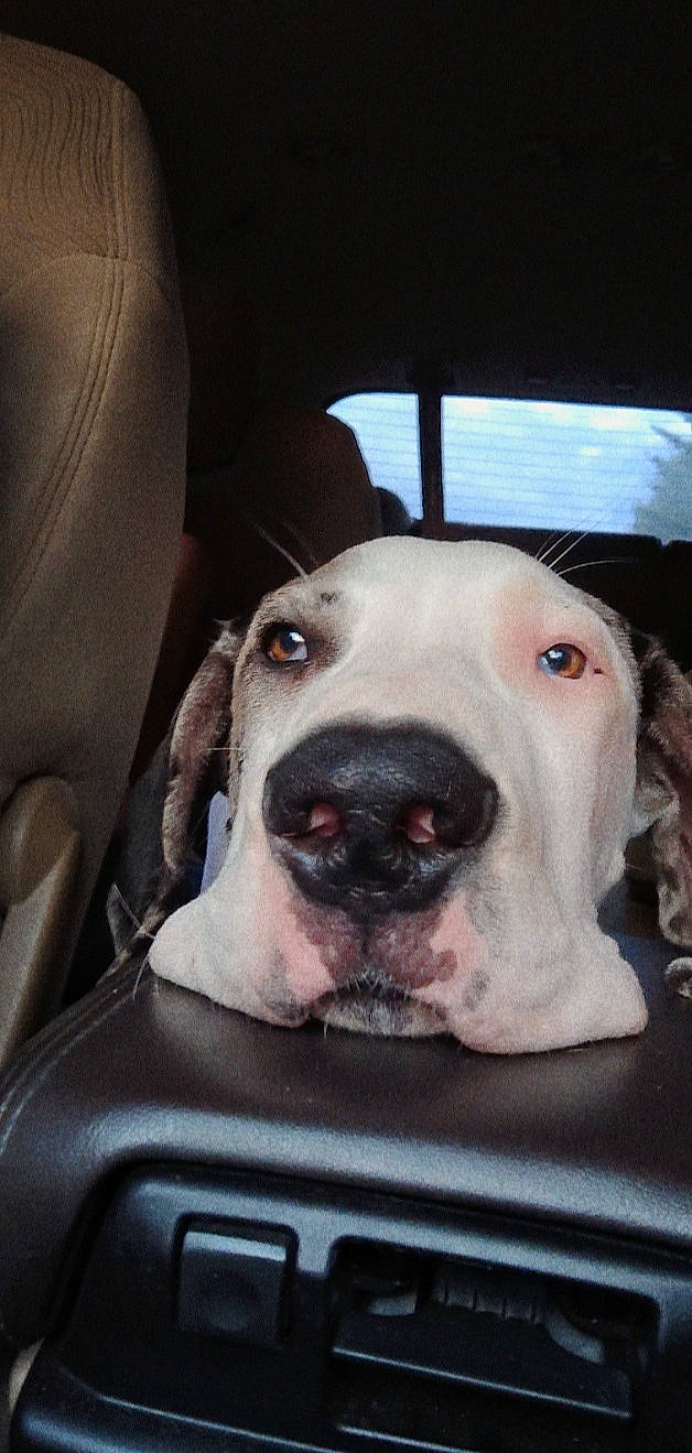 Buttons is registered to the contest to win money with this photo: auto_part, car, car_seat, car_seat_cover, carnivore, chair, collar, companion_dog, dog, dog_breed, dog_collar, fawn, head_restraint, motor_vehicle, snout, sporting_group, vehicle, vehicle_door, whiskers, working_animal