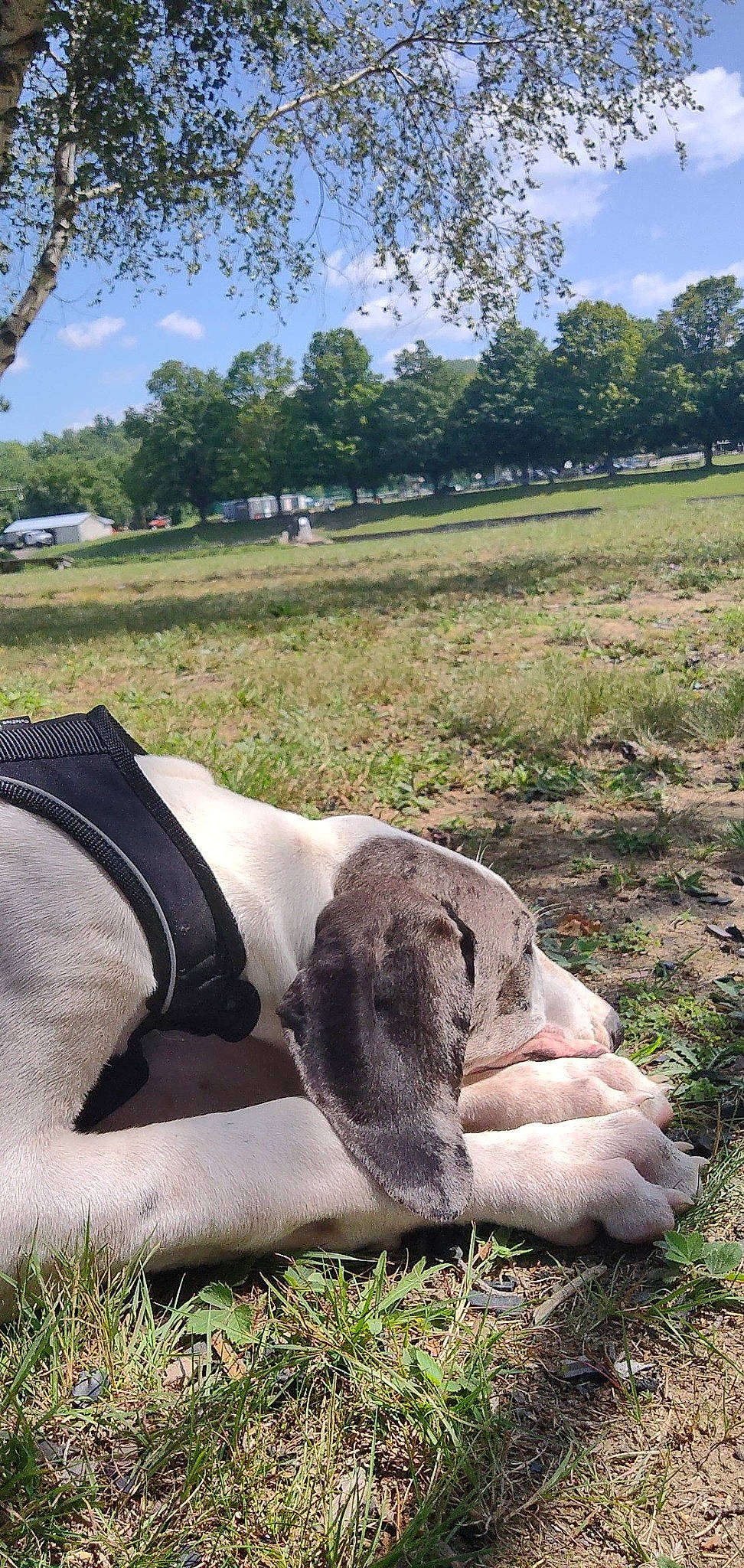 Buttons joined the competition — help win amazing prizes! cloud, fawn, grass, grass_family, grassland, hand, landscape, mammal, meadow, natural_environment, nature, people_in_nature, plant, rural_area, sky, terrestrial_animal, thigh, tree, vertebrate, working_animal