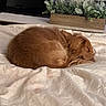 dog, sleeping, blanket, indoor, plant, wooden_planter, greenery, fur, cozy, rest, pet, bedroom, curled_up, brown_dog, peaceful, domestic_animal, home_decor, quiet, relaxation, companion