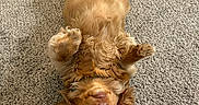 Willow joined the competition — help win amazing prizes! dog, brown_dog, carpet, indoor, pet, cute, lying_down, upside_down, fur, ears, paws, floor, relaxed, animal, canine, domestic_animal, companion, portrait, looking_at_camera, home