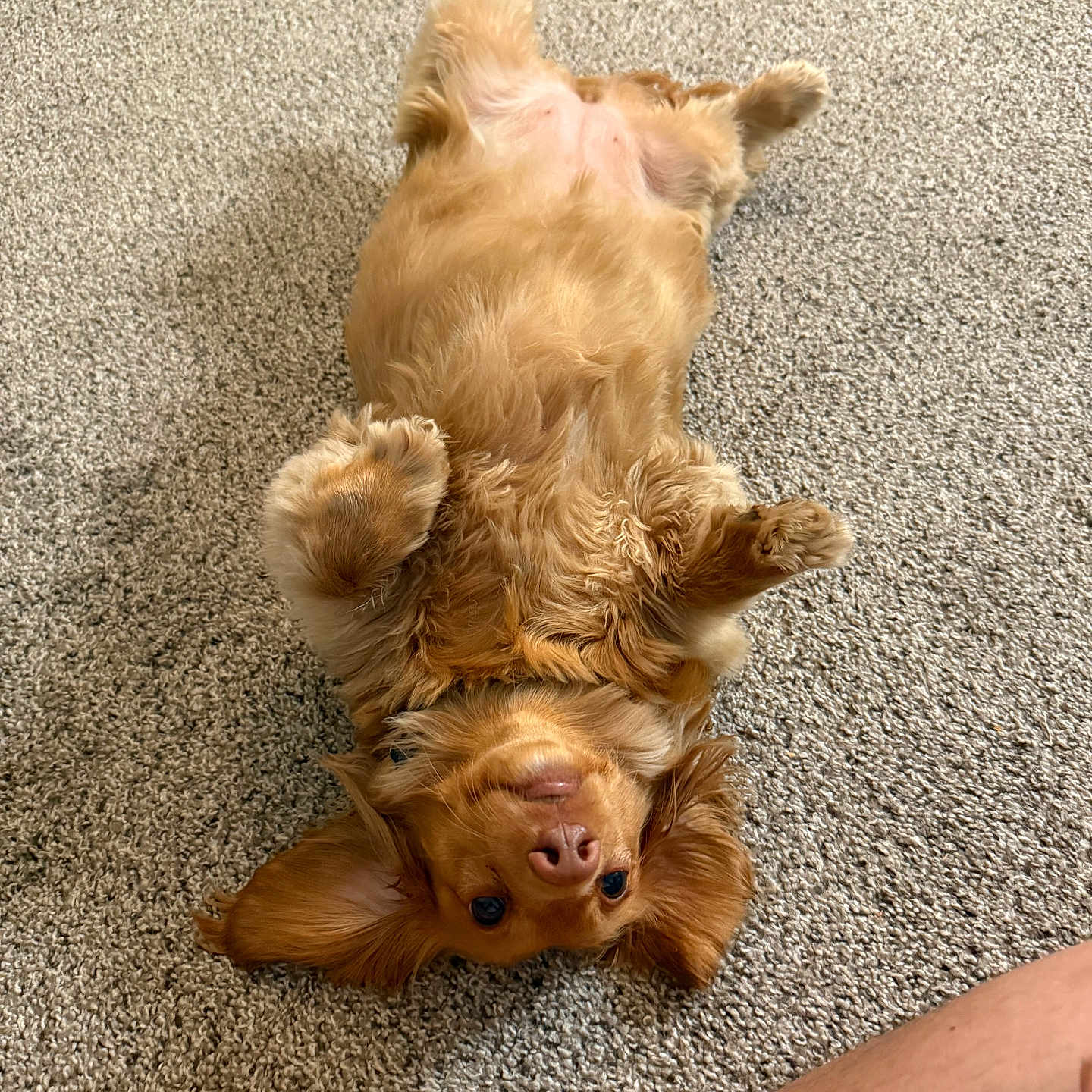 Willow joined the competition — help win amazing prizes! dog, brown_dog, carpet, indoor, pet, cute, lying_down, upside_down, fur, ears, paws, floor, relaxed, animal, canine, domestic_animal, companion, portrait, looking_at_camera, home