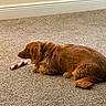 Willow joined the competition — help win amazing prizes! dog, brown_dog, carpet, indoor, pet, chew_bone, resting, floor, fur, animal, canine, laying_down, domestic_animal, side_view, quiet, calm, household, room, companion, relaxation
